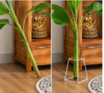 Banana Stand for Pooja - Pair - Image 3